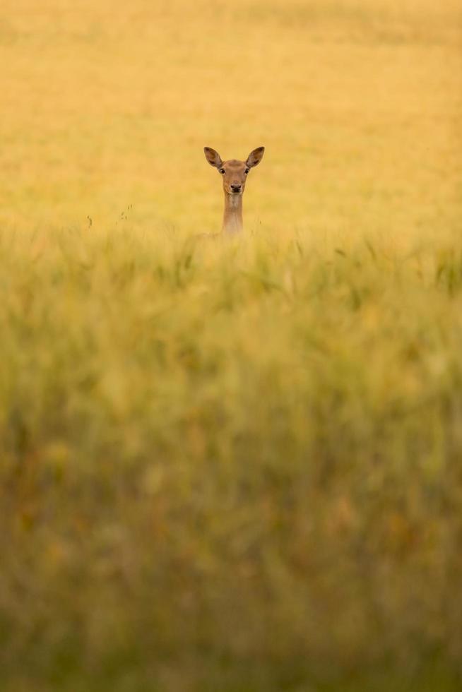 Roe deer on green grass field during daytime photo