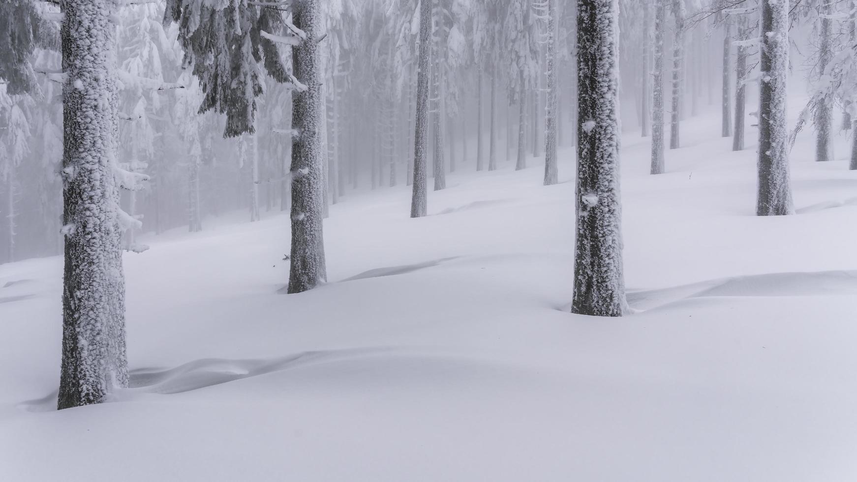 Snow covered trees during daytime photo