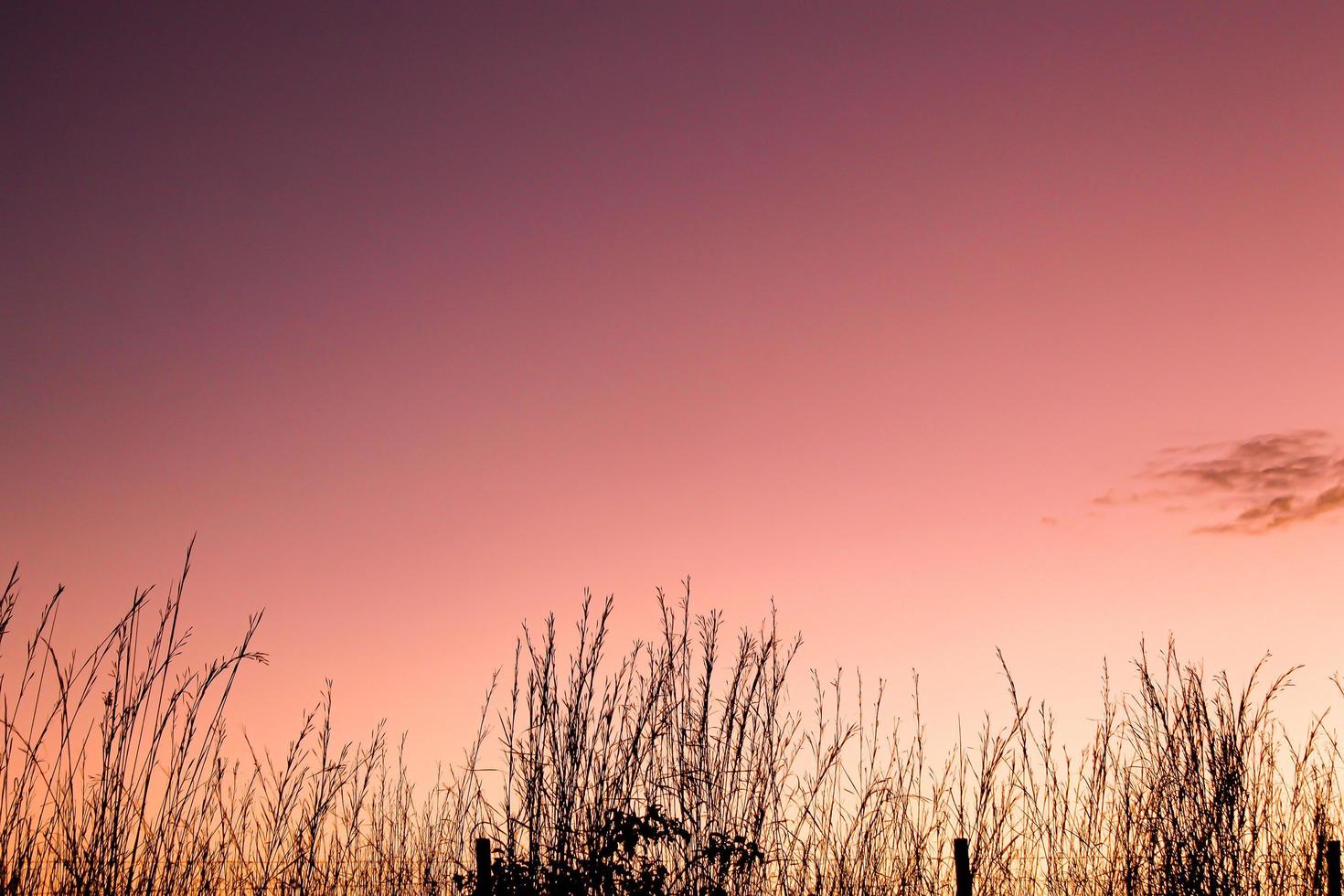 Lindo por do sol com detalhes da vegetacao contra a luz dourada em degrade. Background lindo plano de fundo photo