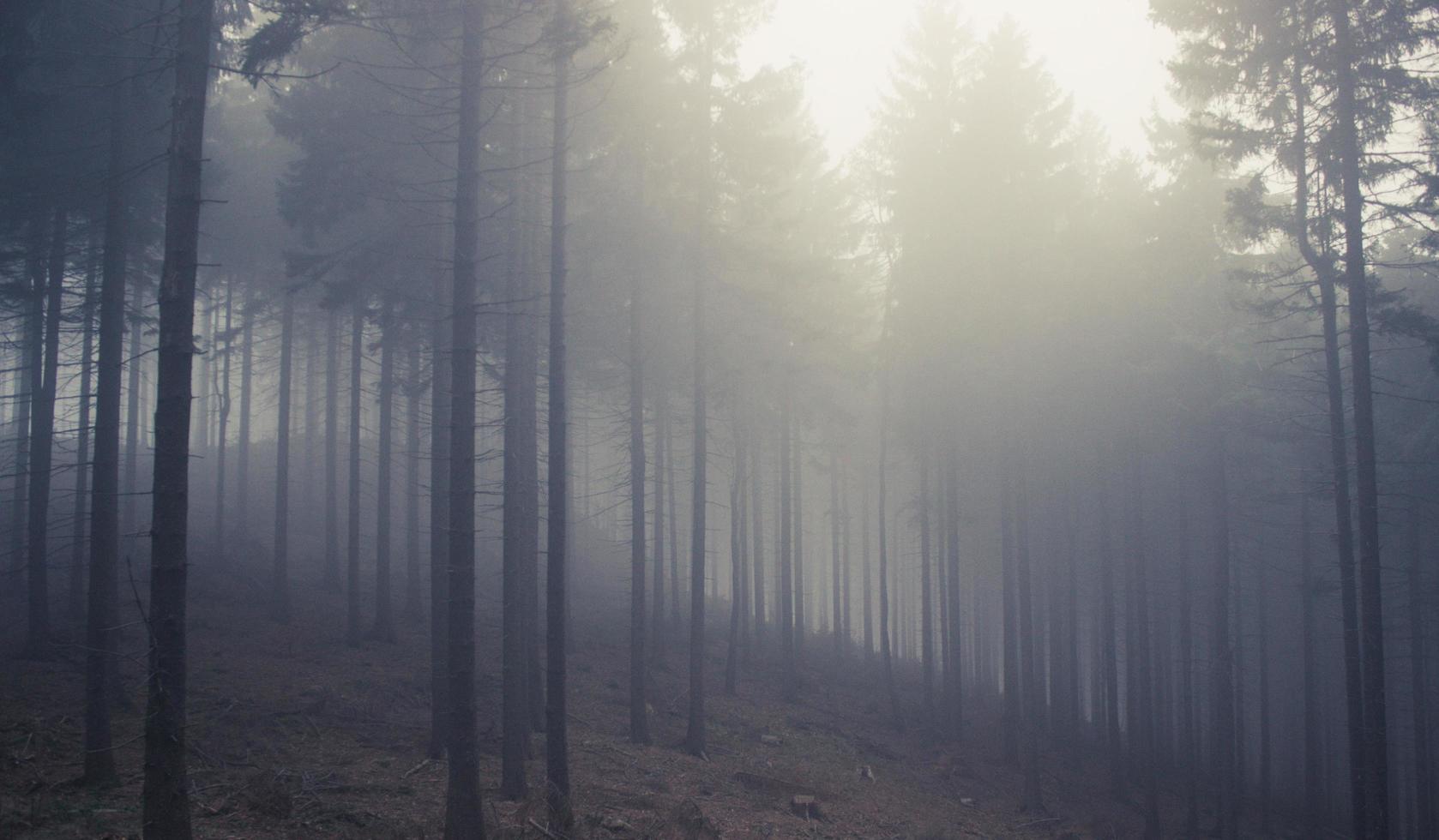 Foggy Polish pine tree forest photo