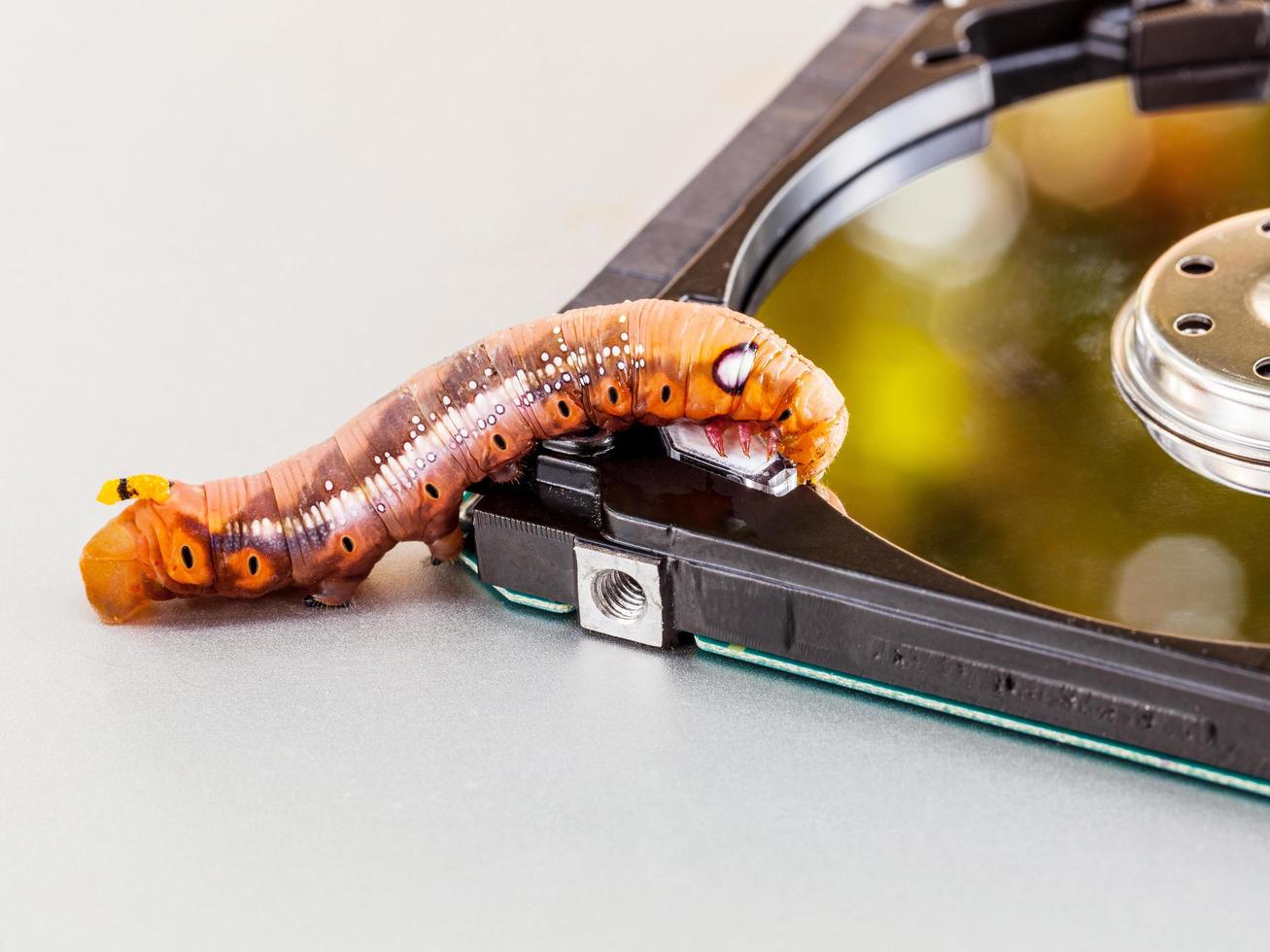 Malicious computer worm photo