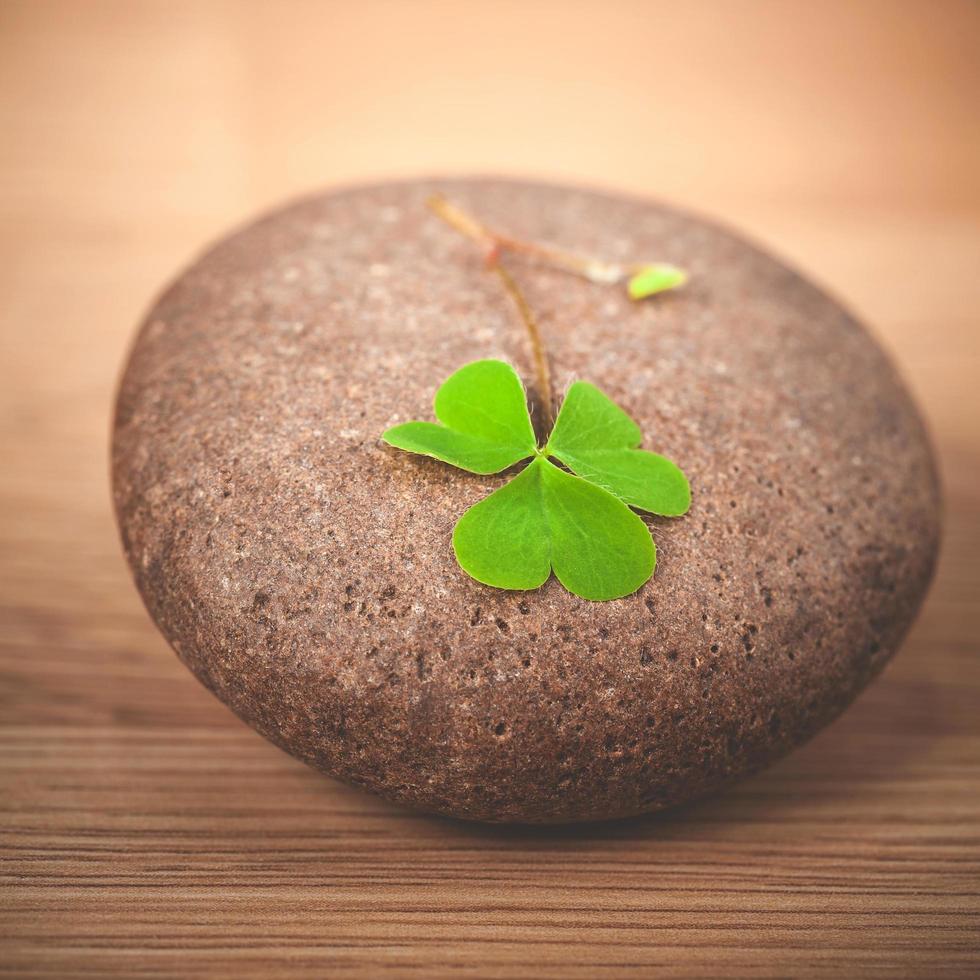 Clover on a rock photo