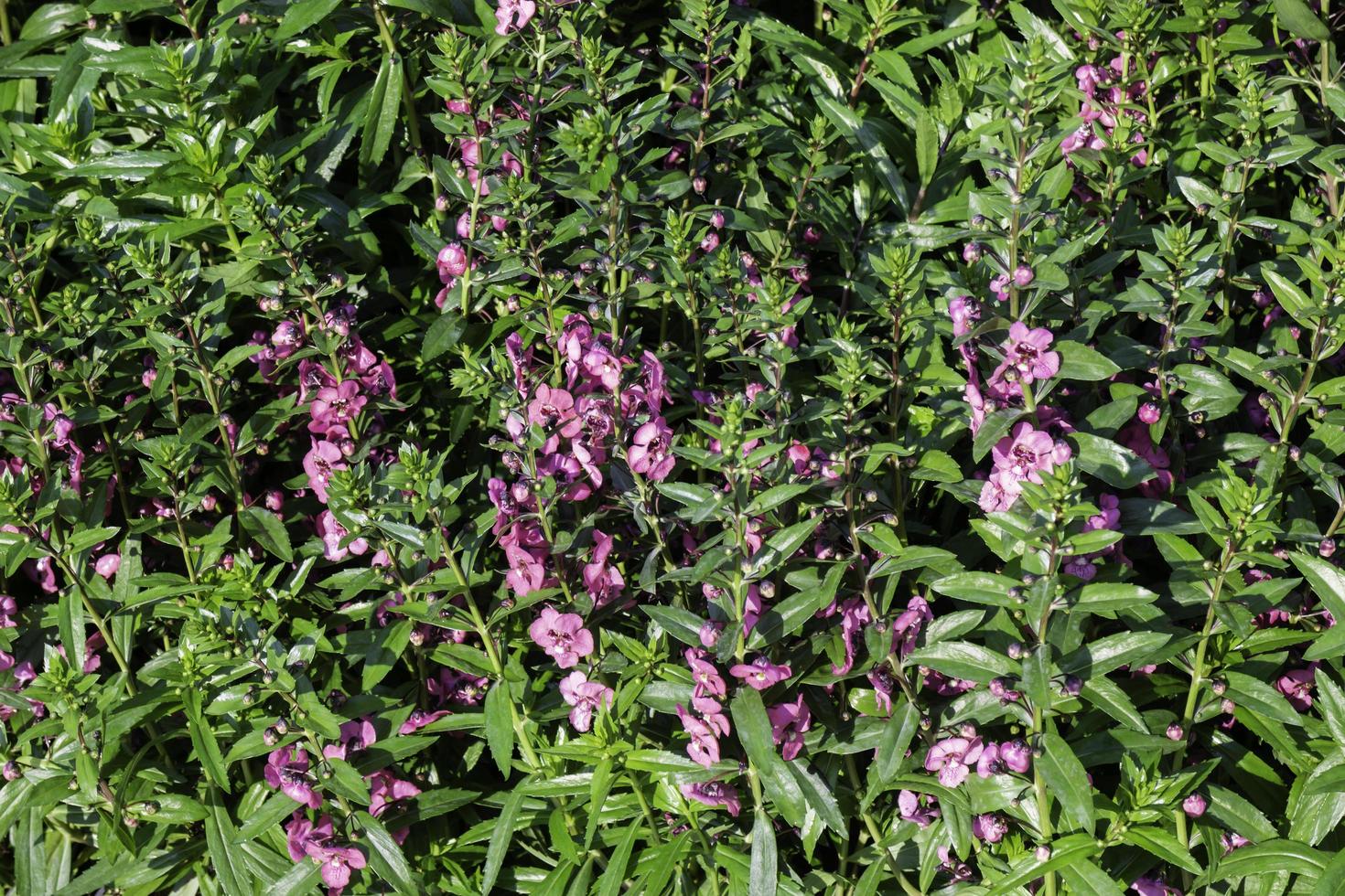 plantas moradas en el jardín foto