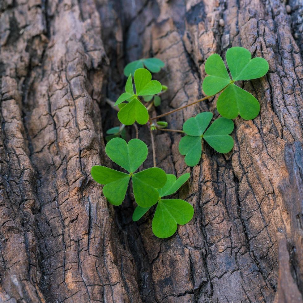 tréboles en el tronco de un árbol foto