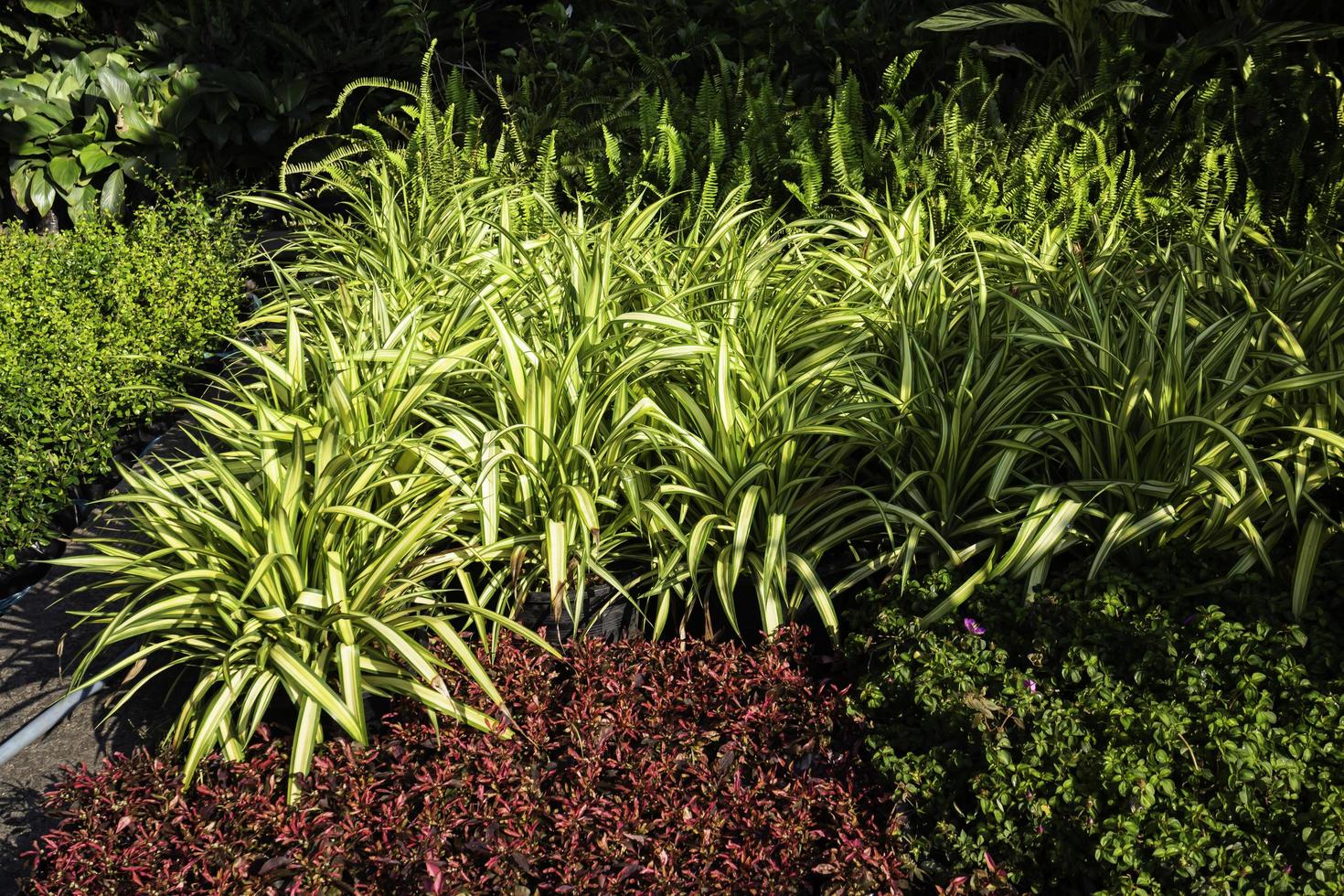 Beautiful garden with spider plants photo