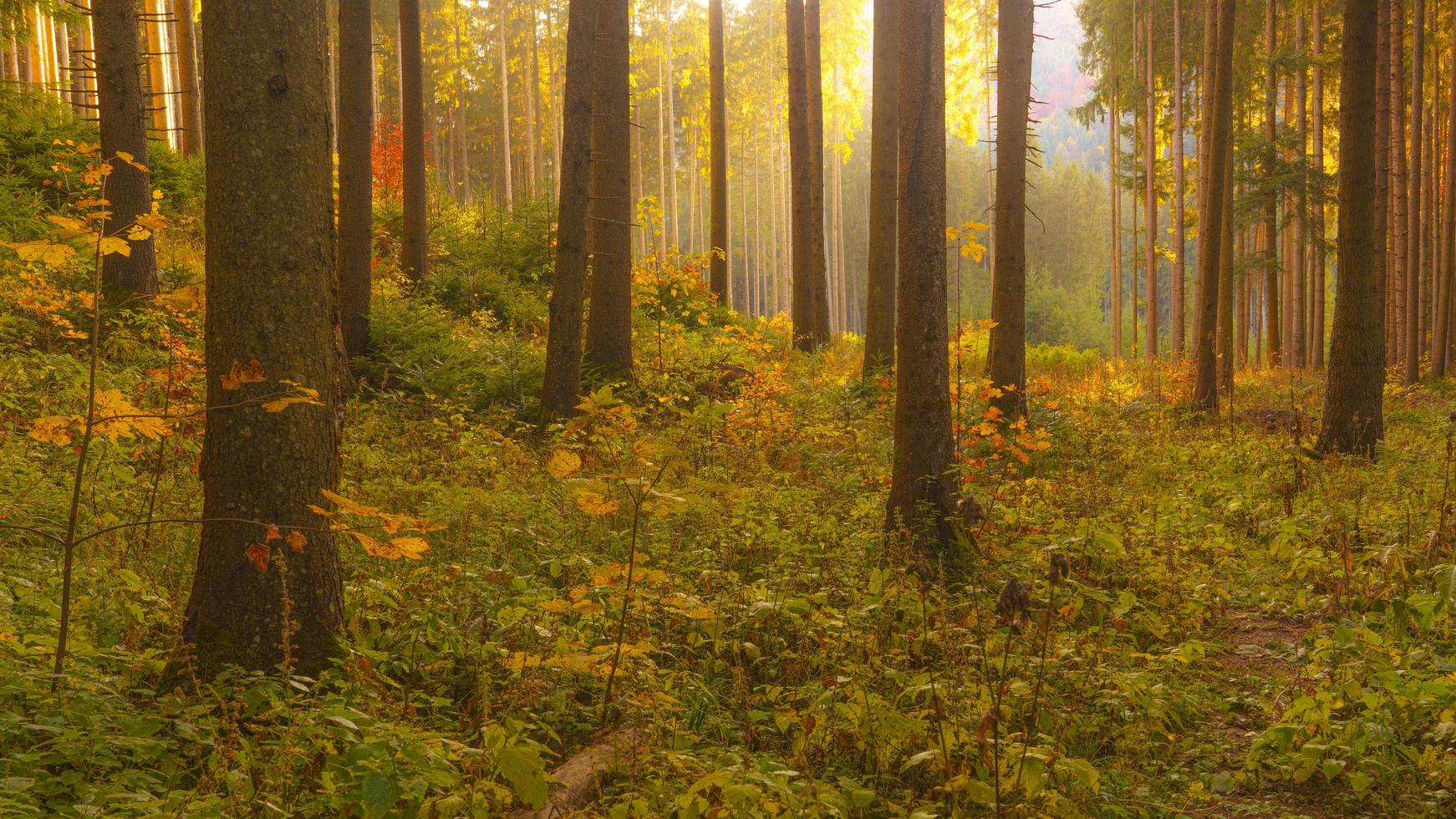 Autumnal scene in the forest photo