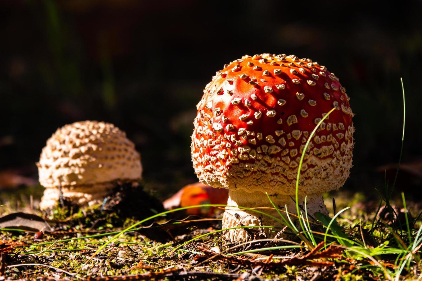 Two red mushrooms photo