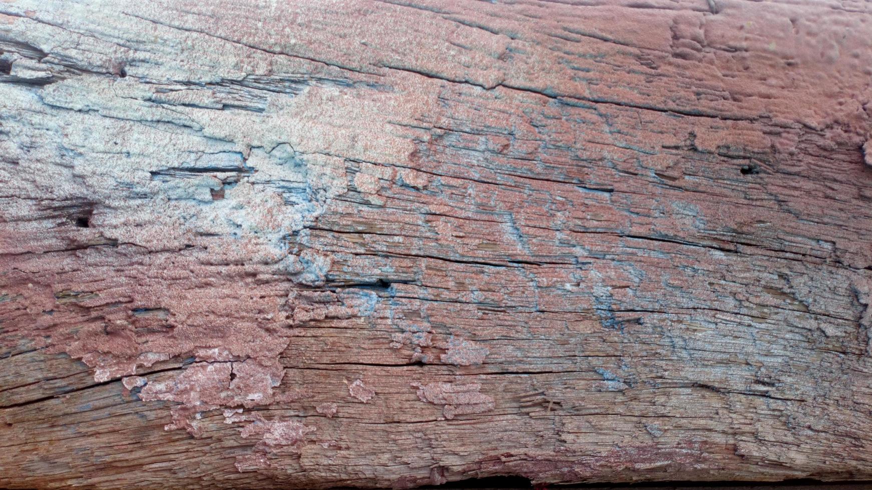 A wood texture photo