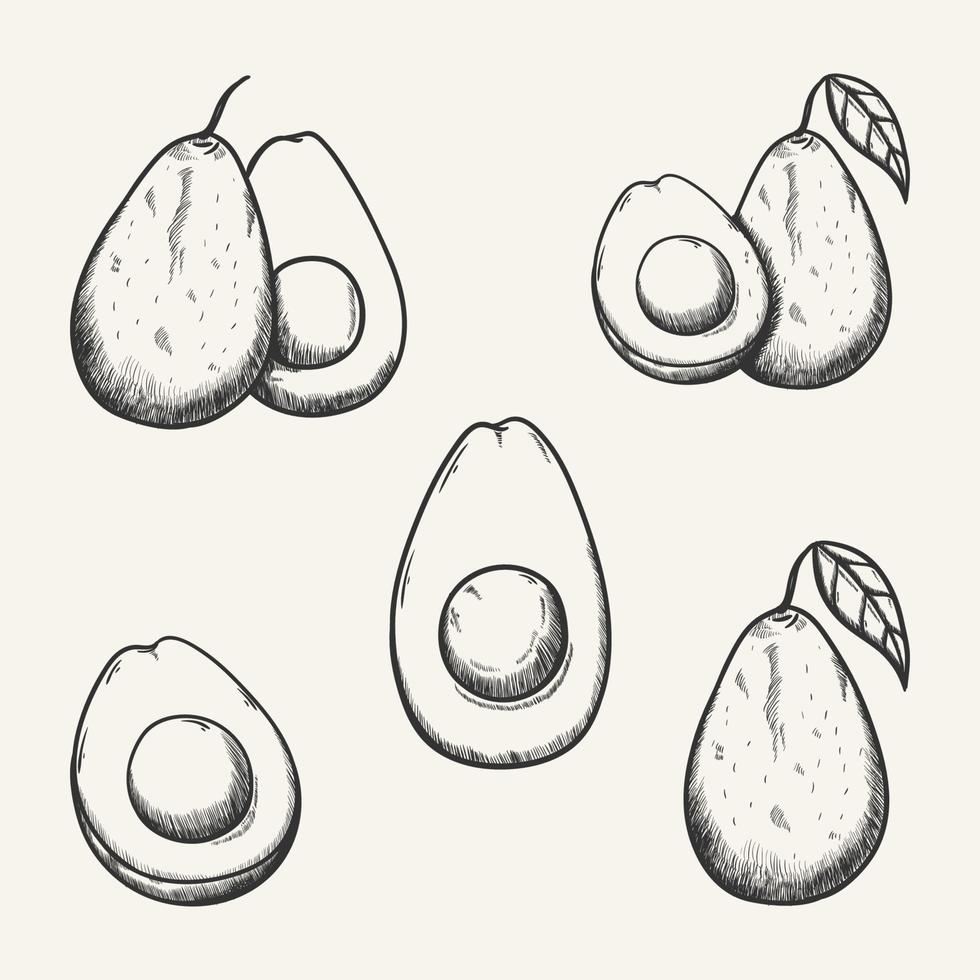 Ilustración de dibujo de vector de fruta de aguacate