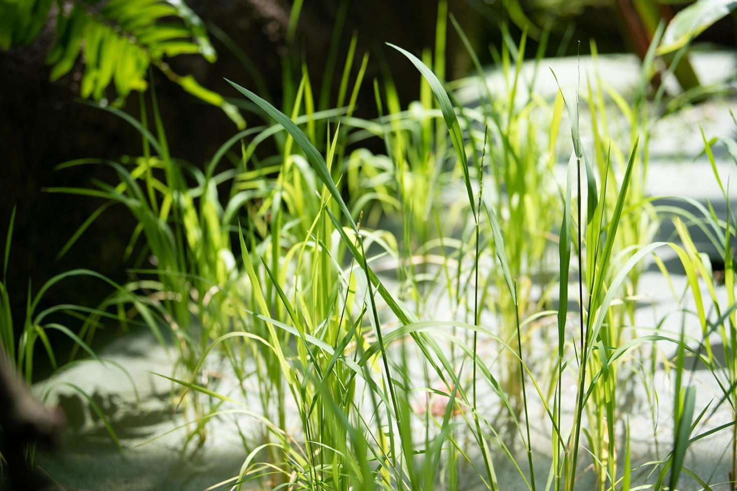 hermosa naturaleza verde foto