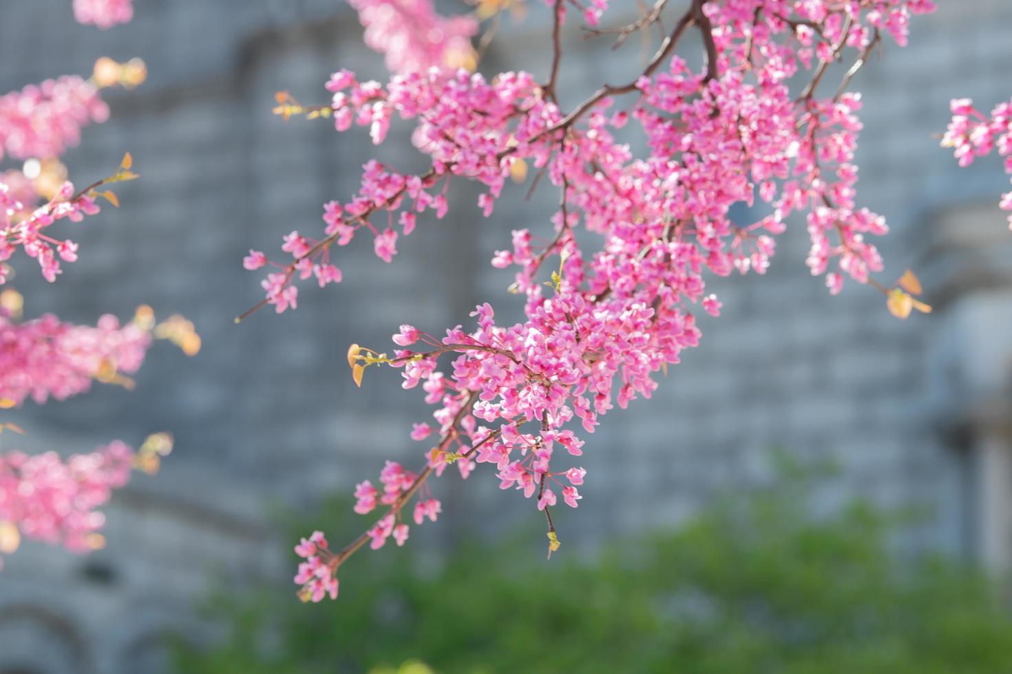 Spring in Saint Louis photo