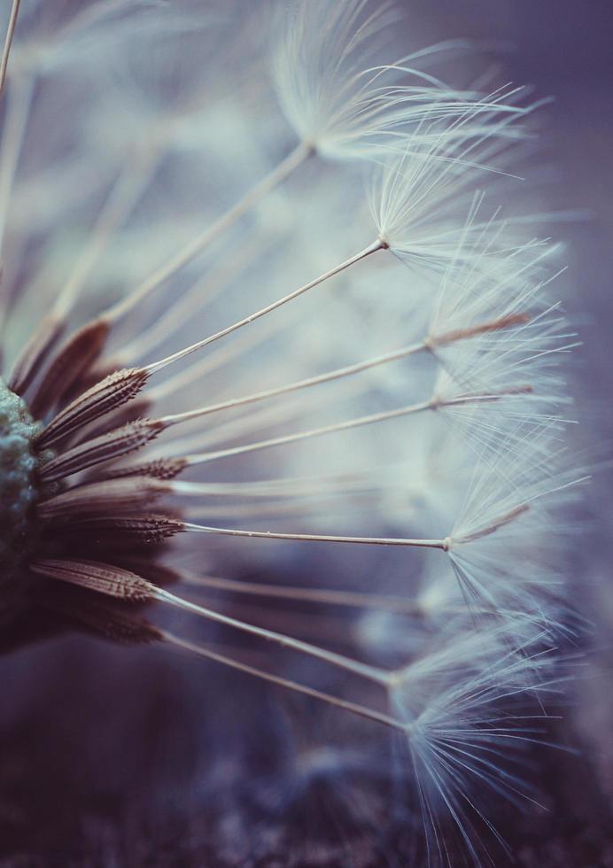 hermosa flor de diente de león en la temporada de primavera foto