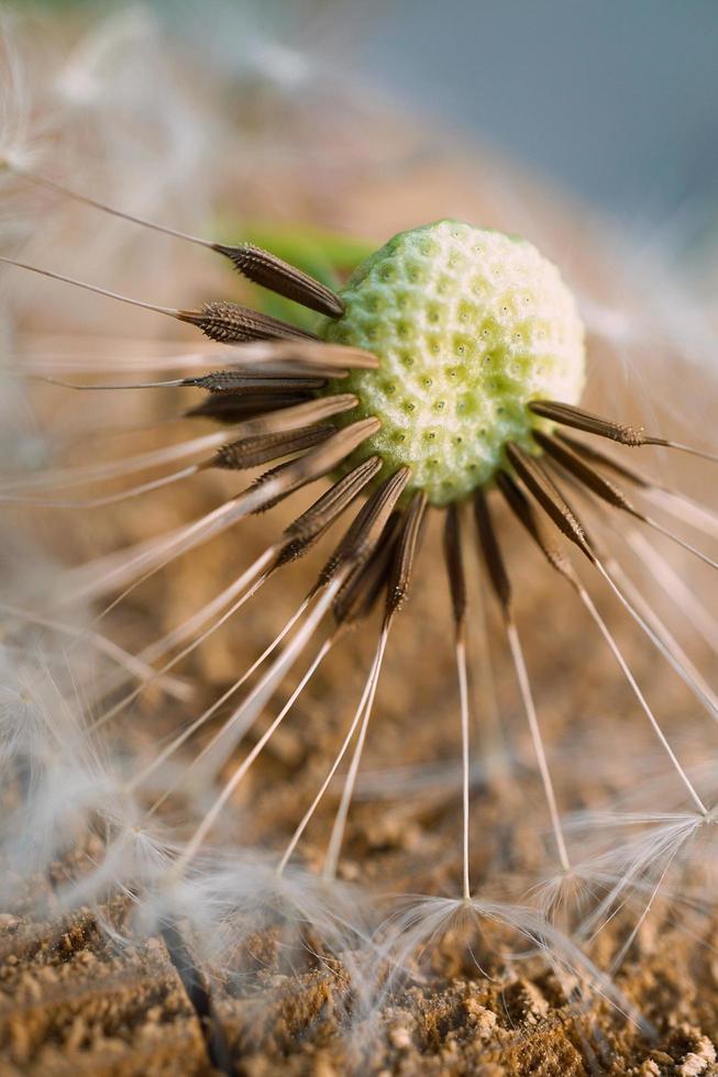 una hermosa flor de diente de león en la temporada de primavera foto