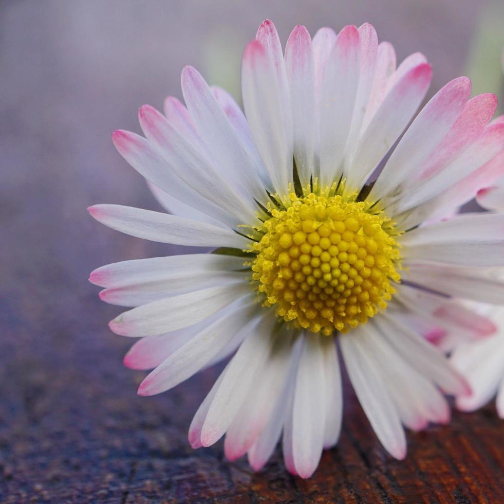 Beautiful daisy flower in the garden in the spring season photo