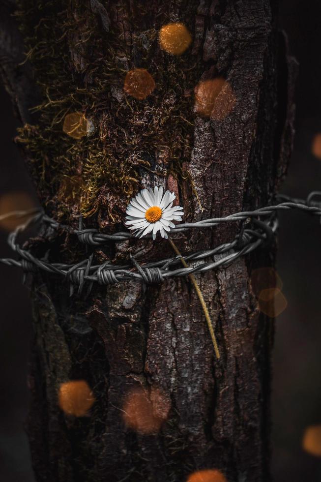 una hermosa flor de margarita encadenada a un árbol foto