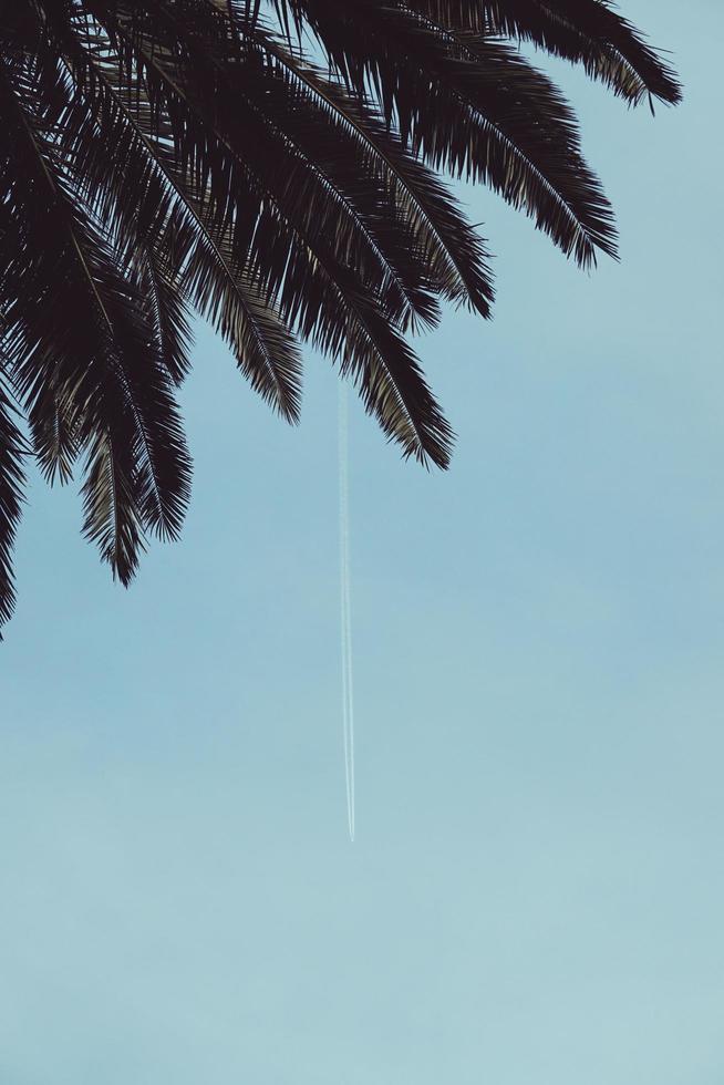 palmera y cielo azul en primavera foto