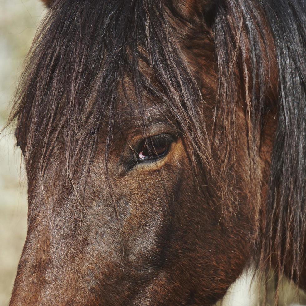 A beautiful brown horse portrait photo