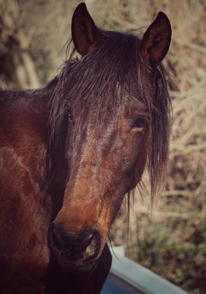 A beautiful brown horse portrait photo