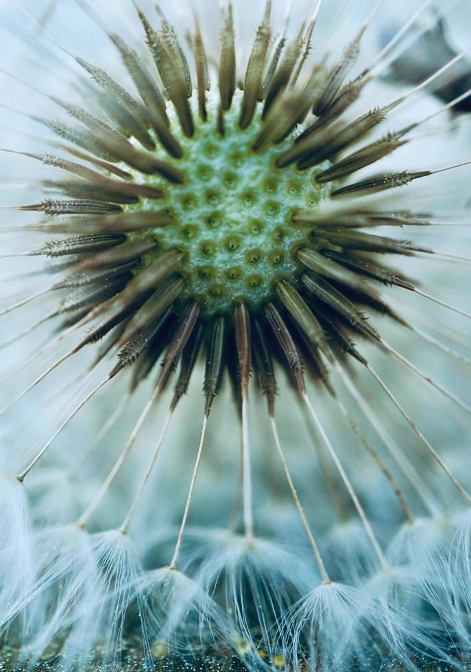 semilla de flor de diente de león en la temporada de primavera foto