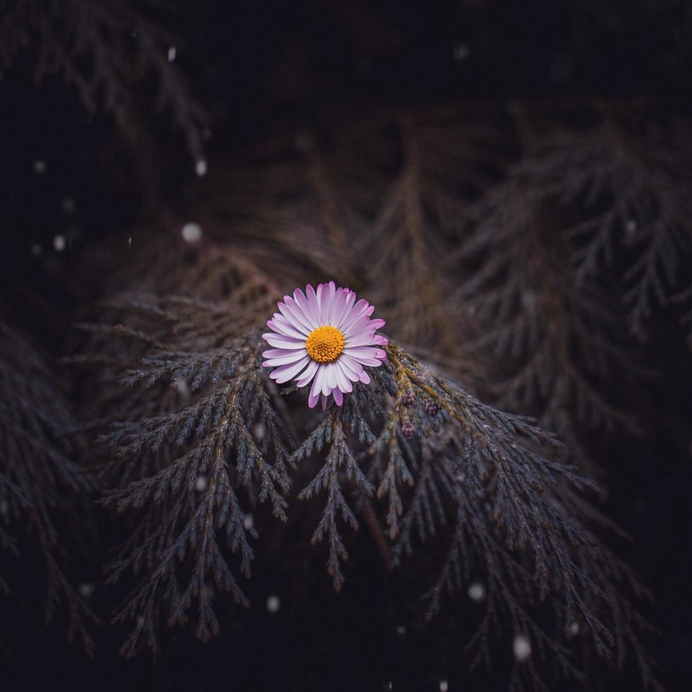 Beautiful white daisy flower in the spring season photo