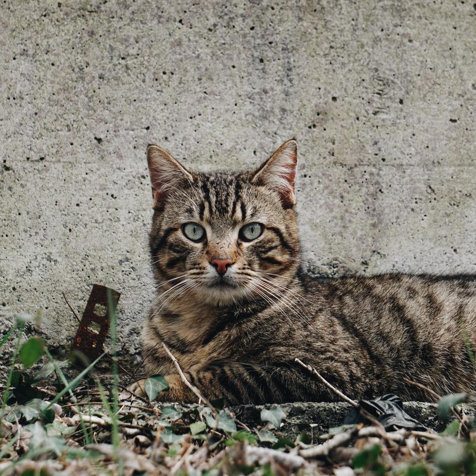 A beautiful stray cat portrait photo