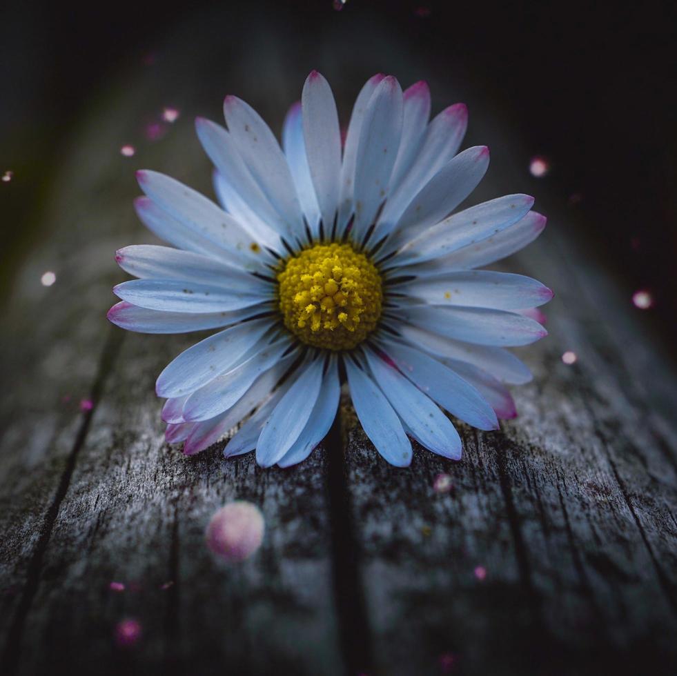 Beautiful white daisy flower in the spring season photo