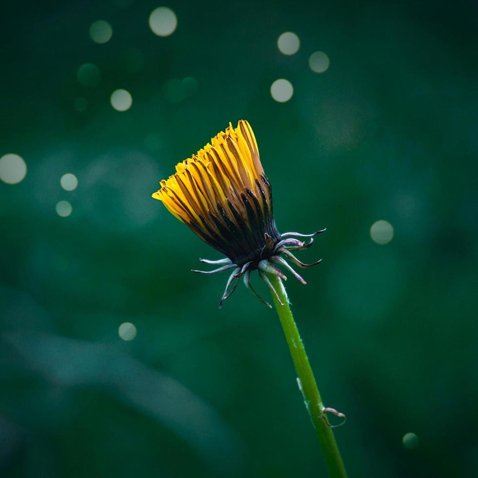 A beautiful yellow flower in the spring season photo