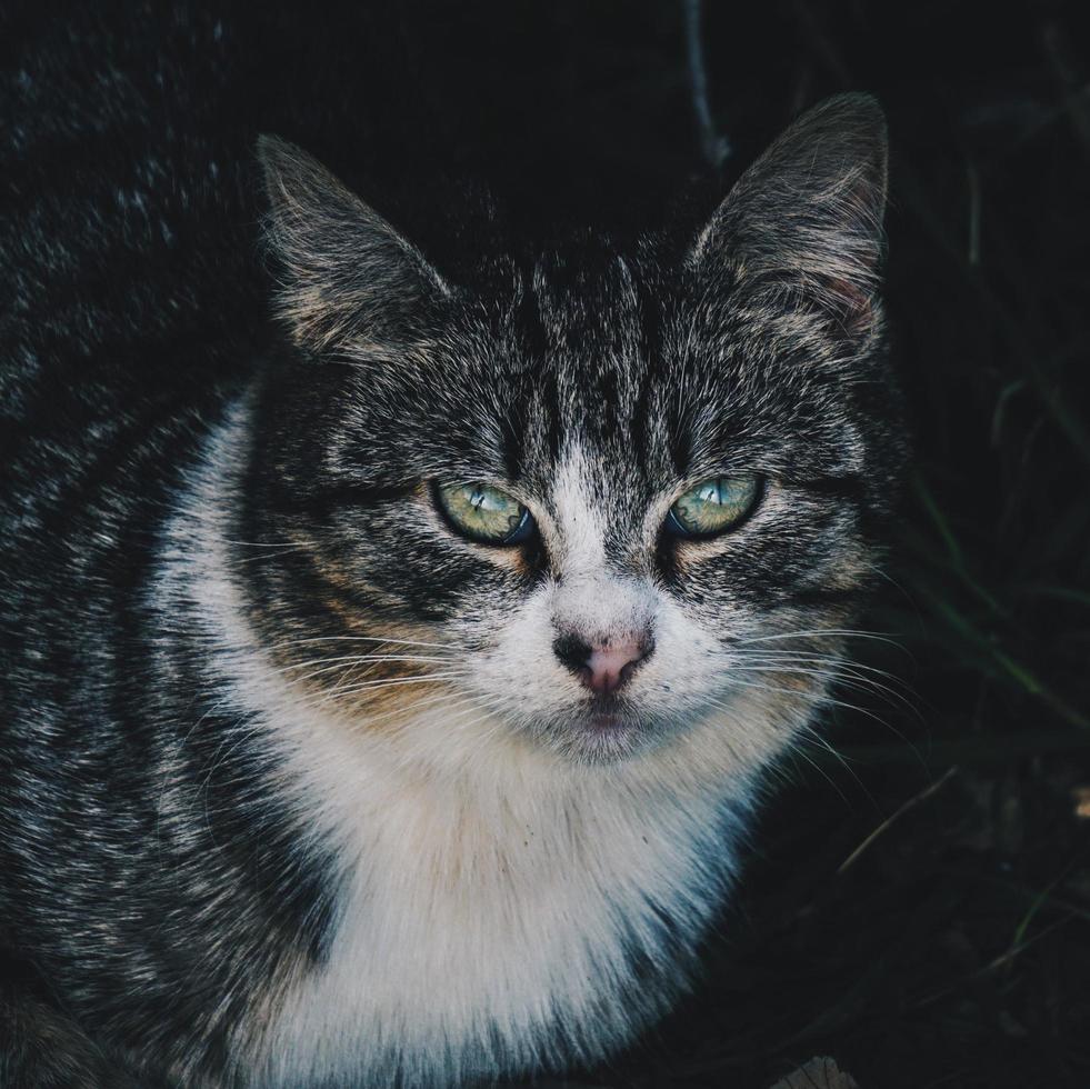 Beautiful stray cat portrait photo