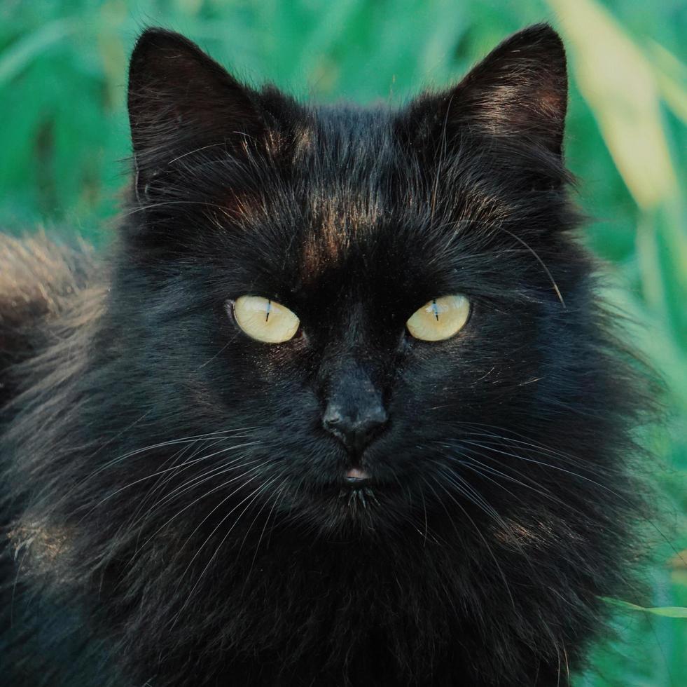 Beautiful black stray cat portrait photo