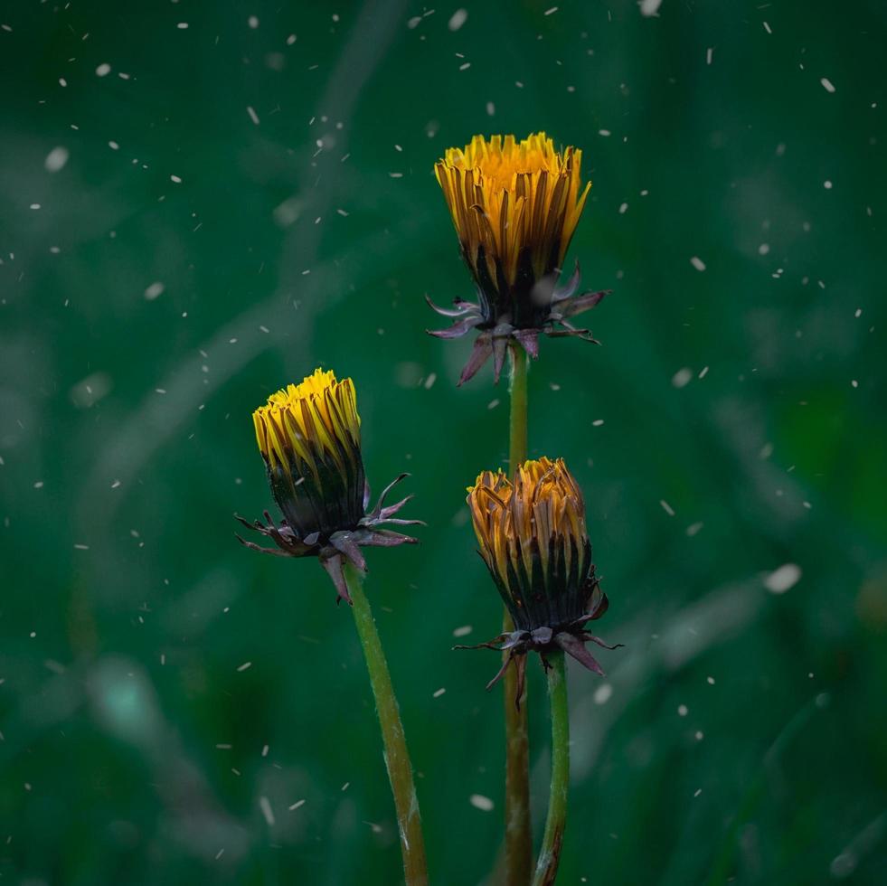 Beautiful yellow flower plant in the garden in the spring season photo