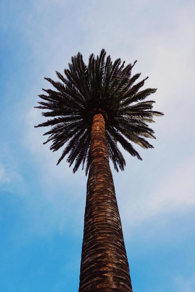 palmera y cielo azul foto