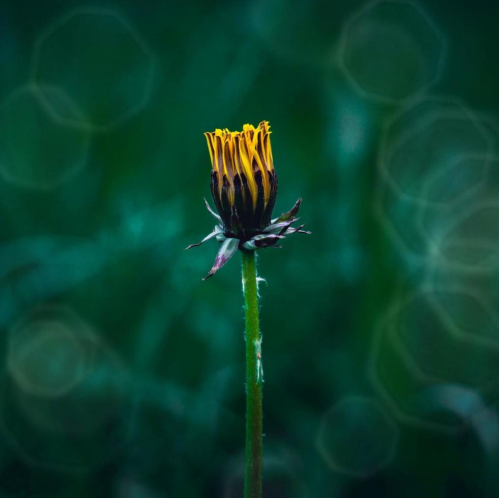 una hermosa flor amarilla en la temporada de primavera foto