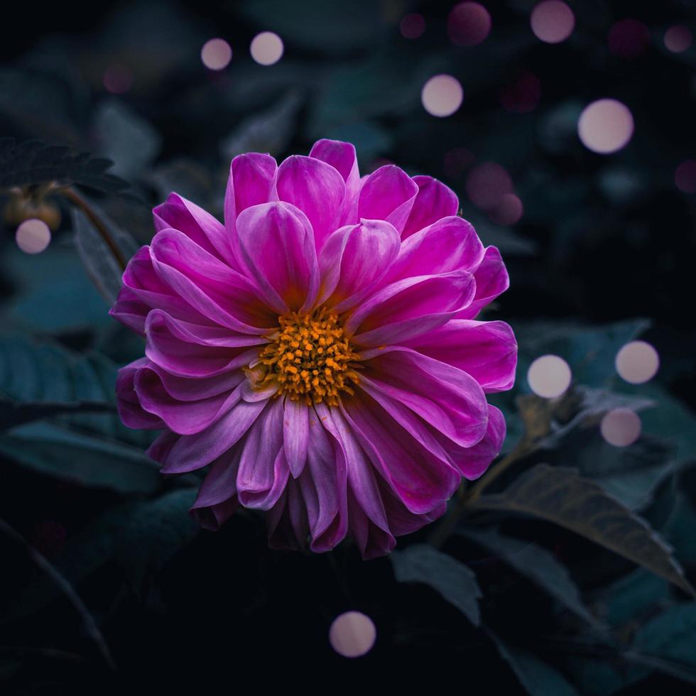 A beautiful pink flower in the spring season photo