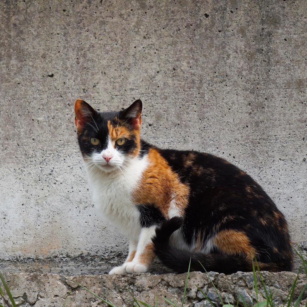 Beautiful stray cat portrait photo