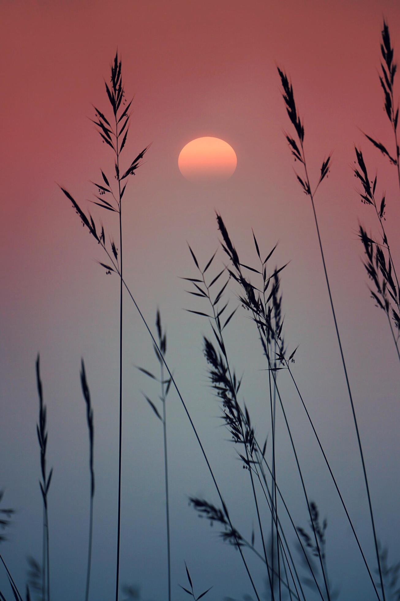 Dry flower plants and sunset in nature 2044494 Stock Photo at Vecteezy