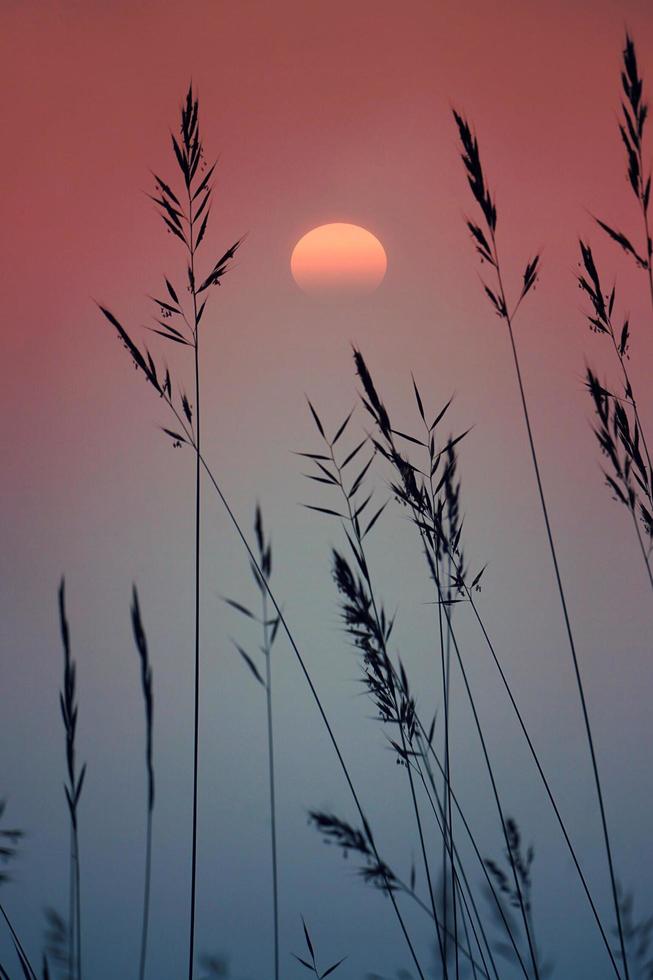 Plantas de flores secas y puesta de sol en la naturaleza. foto