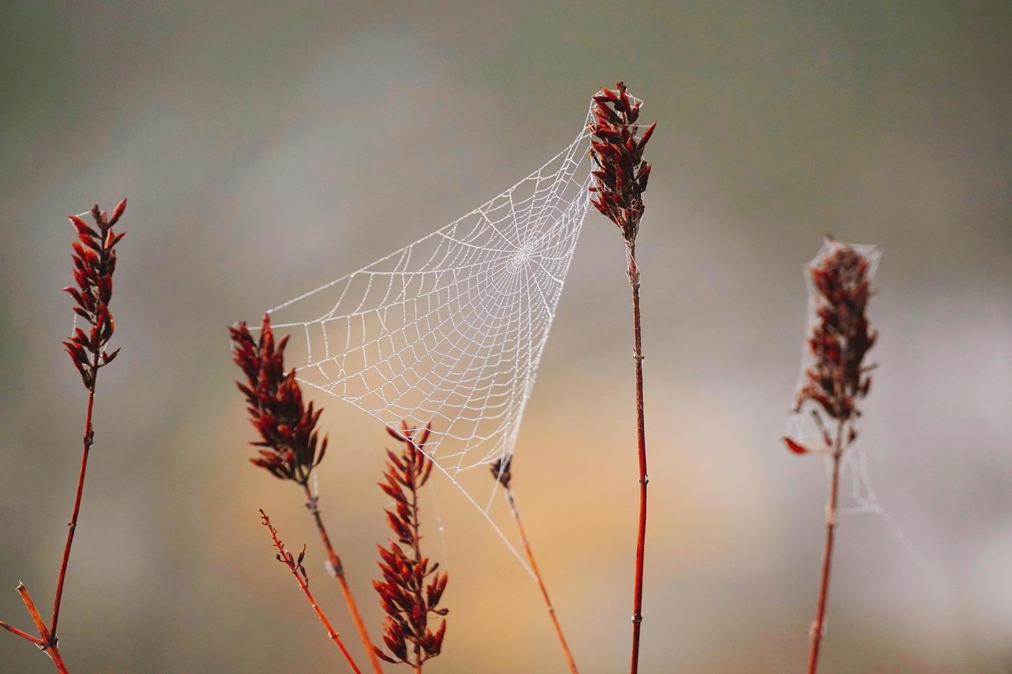 tela de araña en las plantas secas en la naturaleza foto