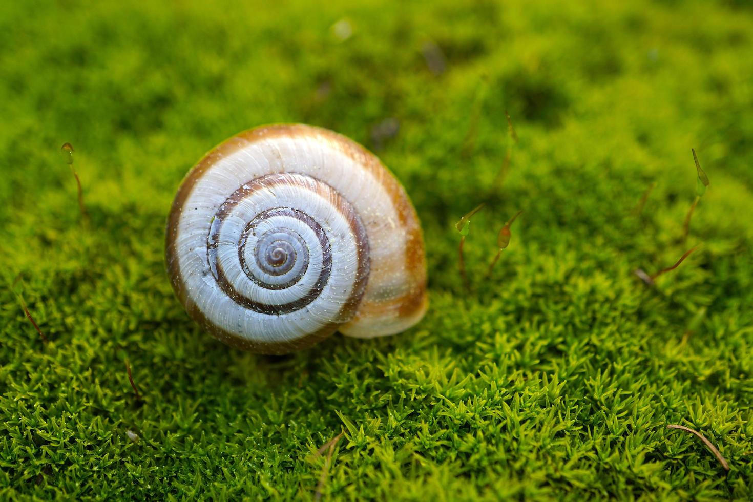 White snail in nature photo