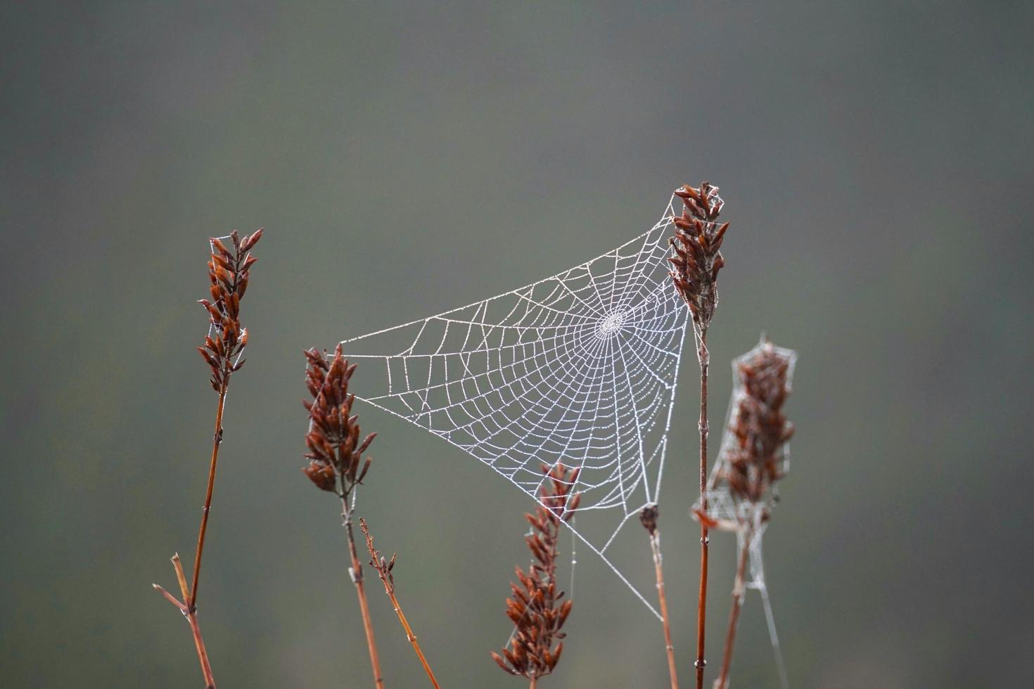 Spider web on the dry plants in nature photo