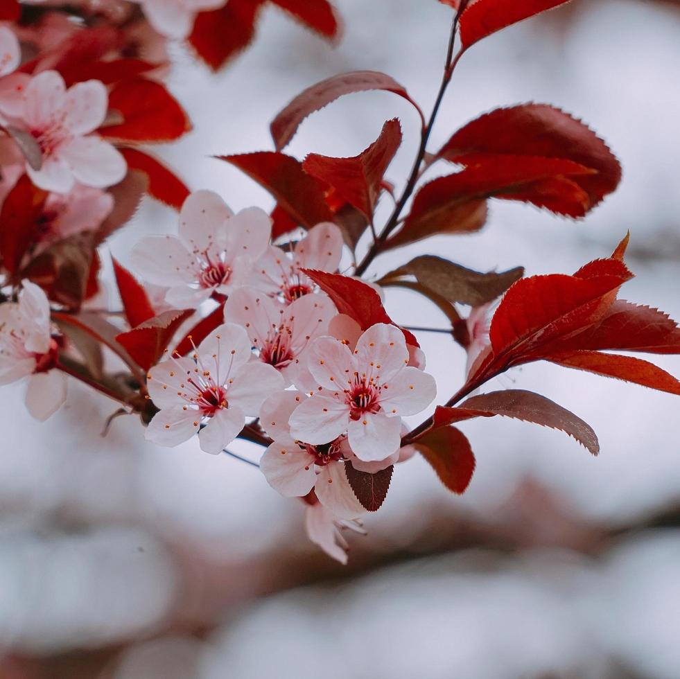 Pink flower plant in nature in the spring season photo