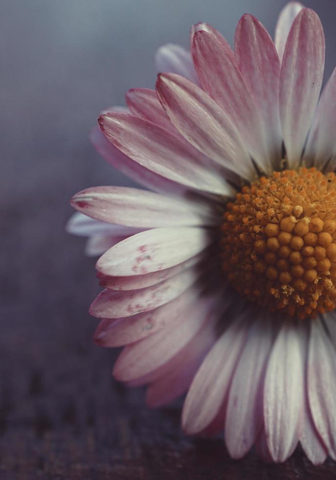 Beautiful white daisy flower in the spring season photo