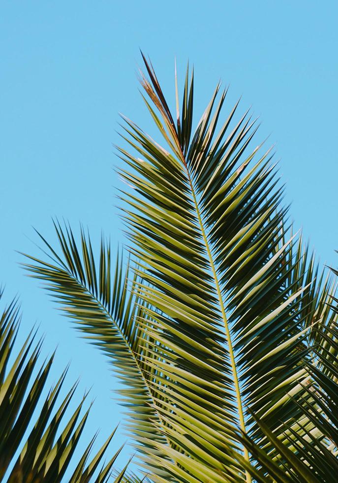 hojas de palmera verde y cielo azul foto