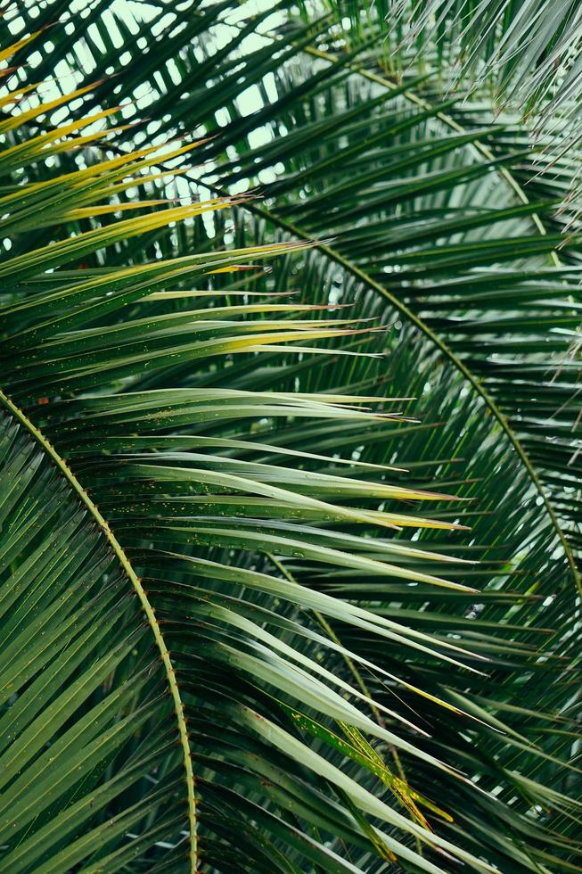 Green palm tree leaves photo