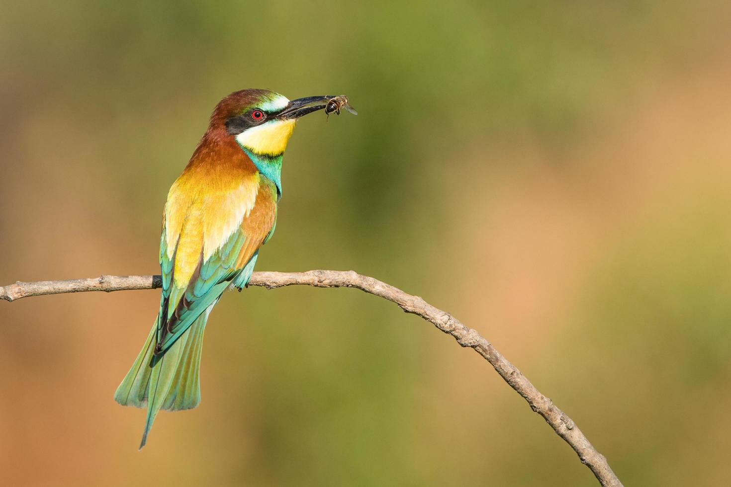 European bee-eater with bee photo