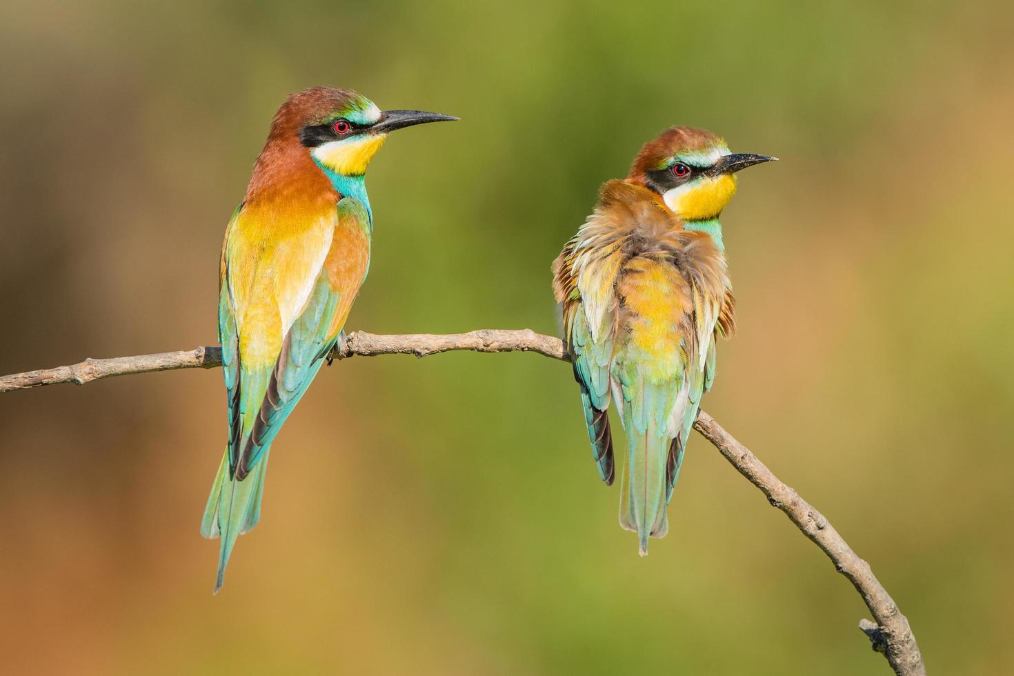 Pair of European bee-eaters photo