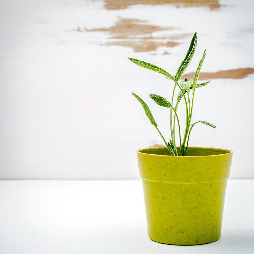 Potted sage plant photo