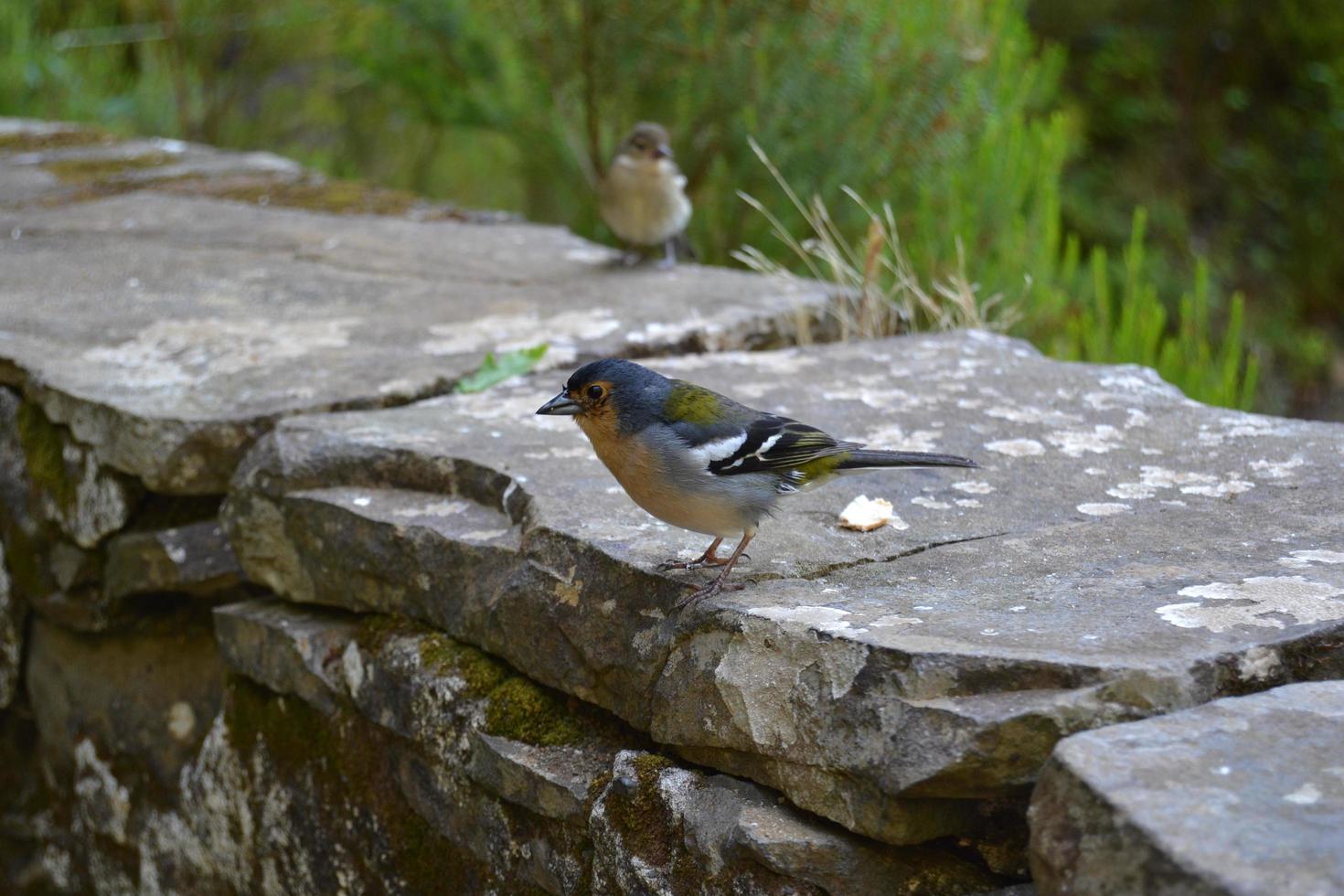 pájaro en el bosque de la isla de madeira foto