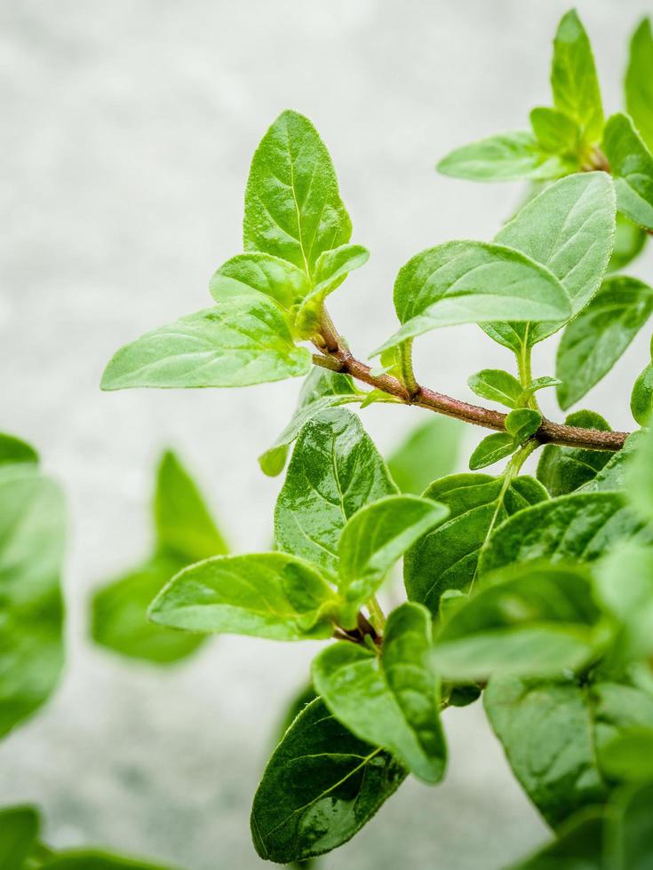 Close-up of oregano leaves photo