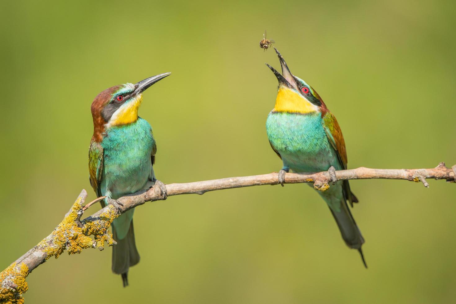 Pair of European bee-eaters photo