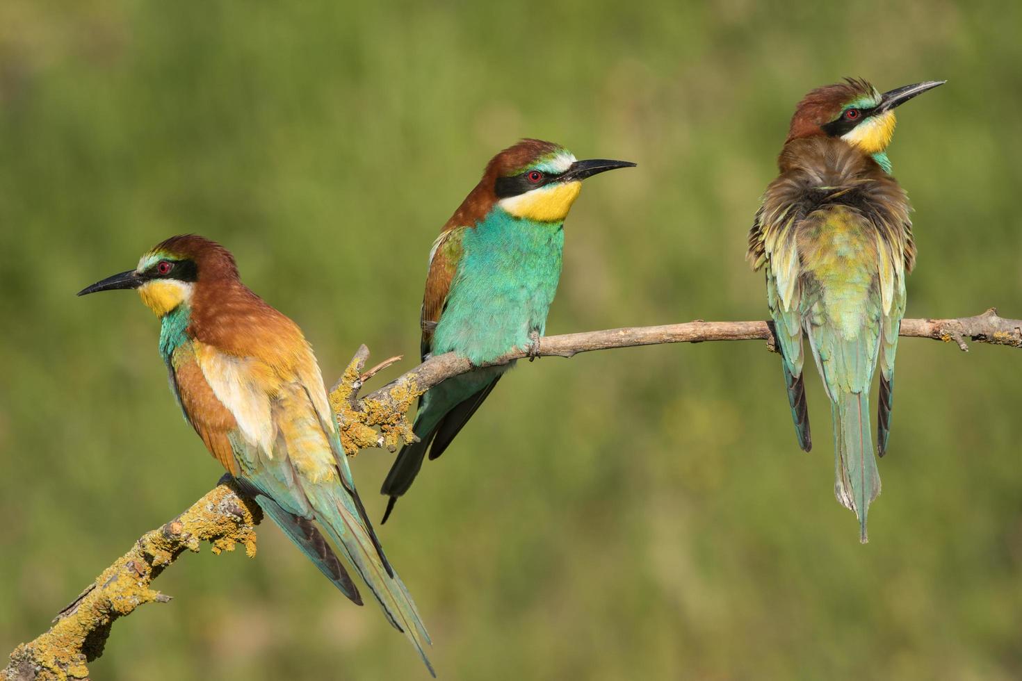 Group of European bee-eaters photo
